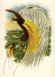 Male Lesser Bird of Paradise, Paradisea papuana = Paradisaea minor, drawn and lithographed by John Gould and William Hart, from “The Birds of New Guinea and the adjacent Papuan Islands, including many new species recently discovered in Australia.” London: John Gould & Richard Bowdler Sharpe, 1875 -1888.It was two males of this species that Wallace bought in Singapore in 1862, sustaining them on a diet of cockroaches until, on reaching London, he “was glad to transfer them to the care of Mr. Bartlett, who conveyed them to the Zoological Gardens.” (Wallace, 1905)