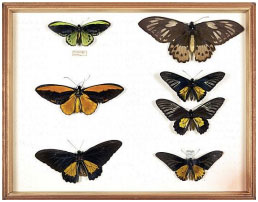 Wallace's butterflies (Papilionidae) in the Wallace Collection at the Natural History Museum, London. The drawer was arranged by Wallace. The specimen on the middle left is a male golden birdwing butterfly, named by Wallace Ornithoptera Croesus. He caught the first specimen in 1859 while on the island of Batchian (Bacan), “The beauty and brilliancy of this insect are indescribable, and none but a naturalist can understand the intense excitement I experienced when I at length captured it,” he wrote. “On taking it out of my net and opening the glorious wings, my heart began to beat violently, the blood rushed to my head, and I felt much more like fainting than I have done when in apprehension of immediate death. I had a headache the rest of the day, so great was the excitement produced by what will appear to most people a very inadequate cause.” (Wallace, 1869)